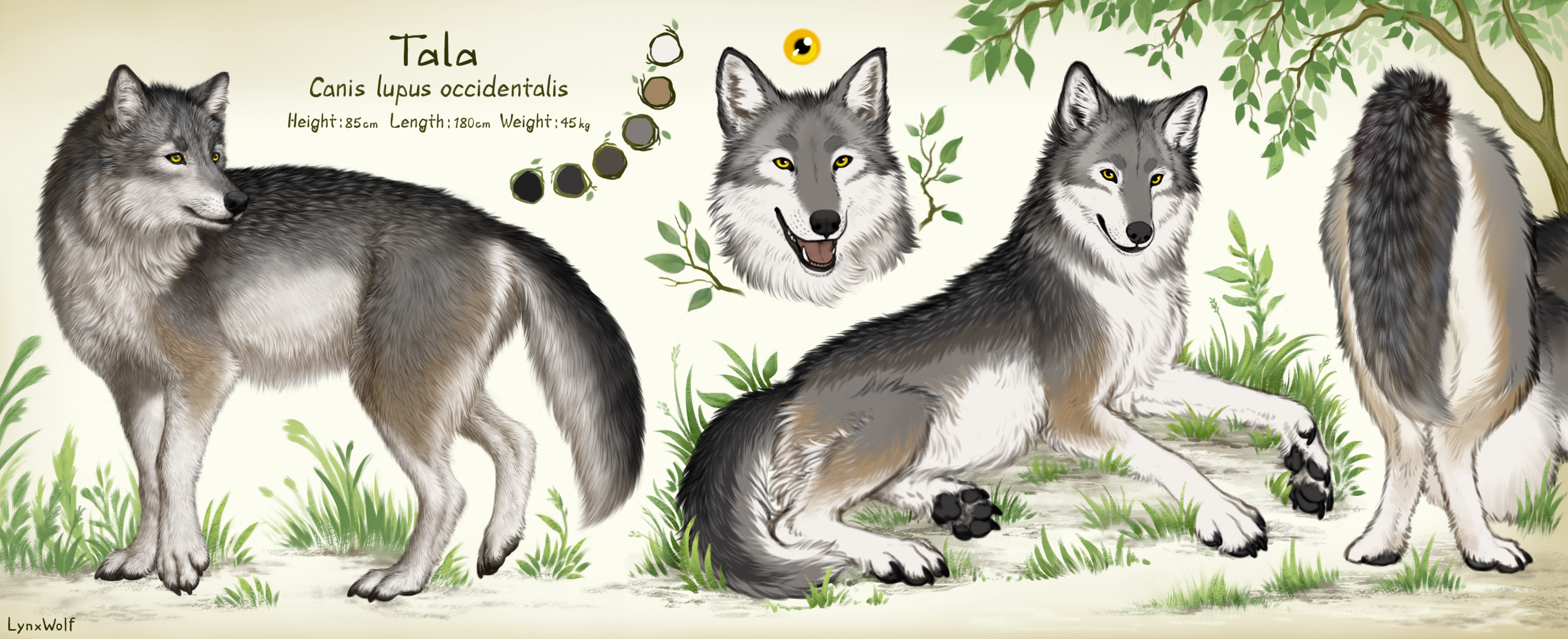 Tala Detailed Feral Refsheet