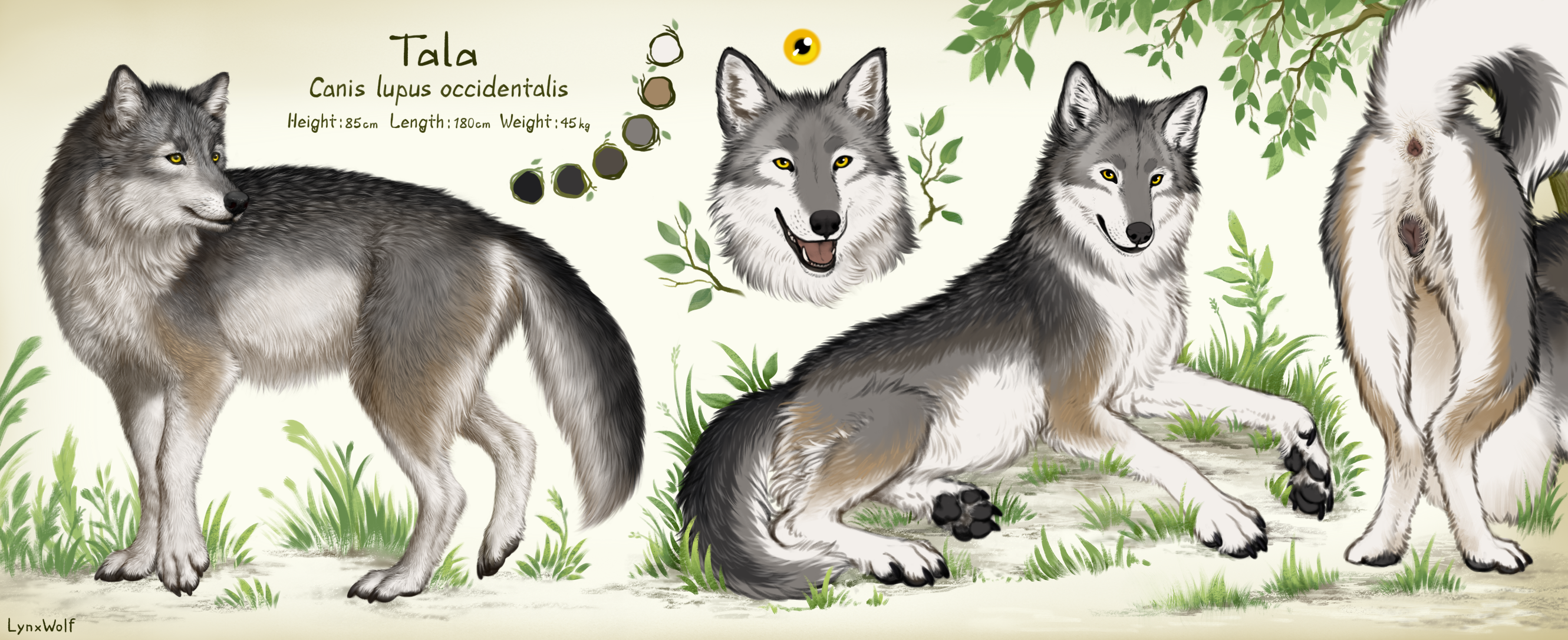 Tala NSFW Feral Refsheet